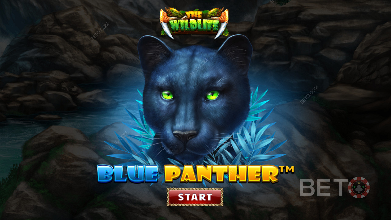 Streif rundt i jungelen blant de nattlige dyrene i Blue Panther-spilleautomaten