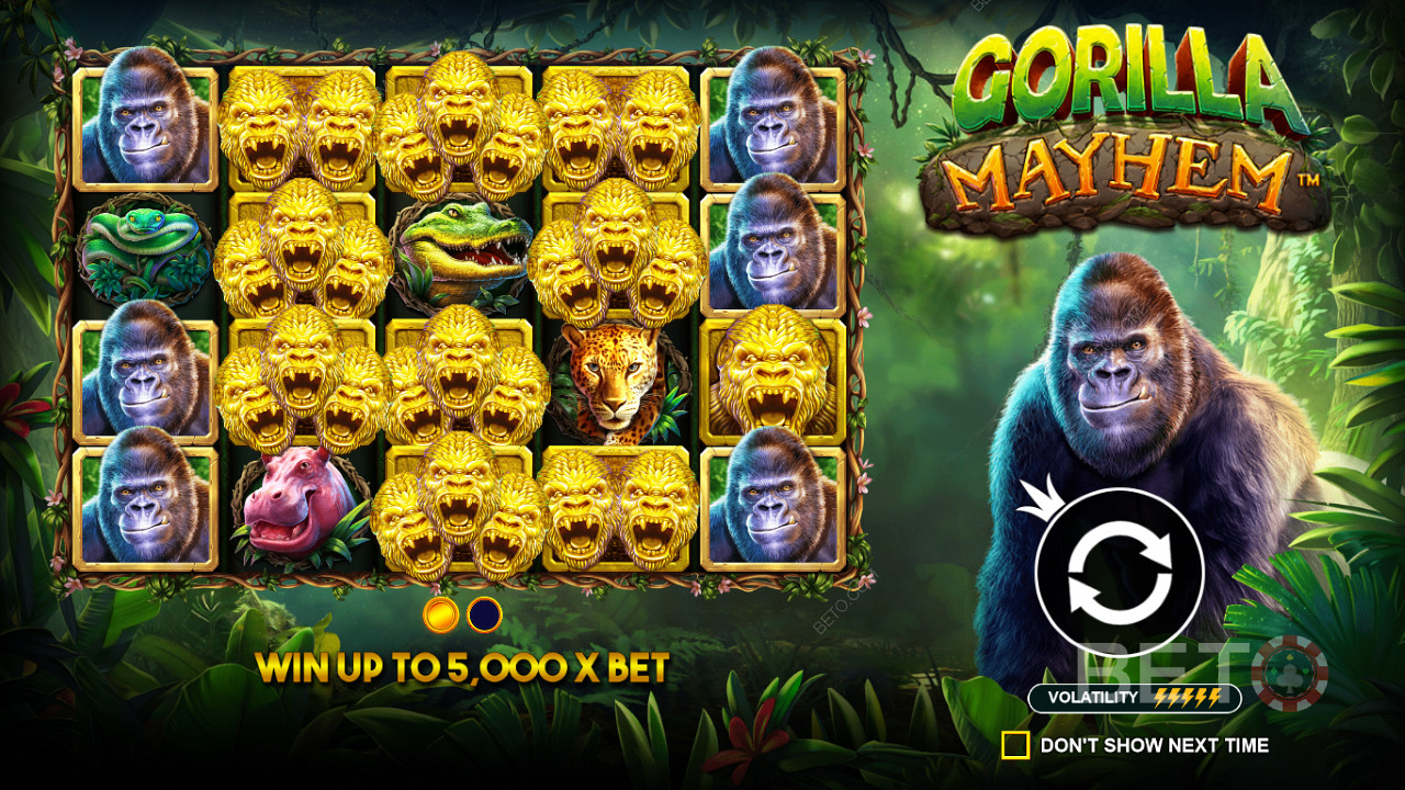 Golden Gorilla-symbolene spiller en viktig rolle i Gorilla Mayhem-sporet